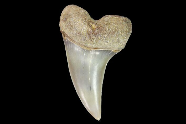 Fossil Shark (Carcharodon planus) Tooth - Sharktooth Hill, CA #94684